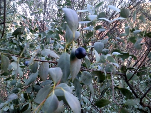 A plum. One of the few fruits available in this arid landscape.