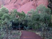 At 8am, the walk is shaded on this side of Uluru. It was distinctly pleasant!: by taylortreks, Views[278]