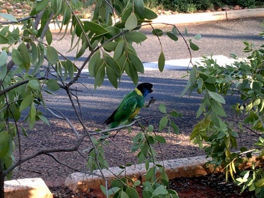 On our way to the carpark, we spotted this parrot. He is NOT sharing his snack with anyone!