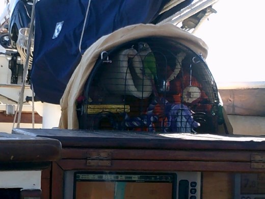 Polly has his own spot on the ship. We didn't ask him if he wanted a cracker.