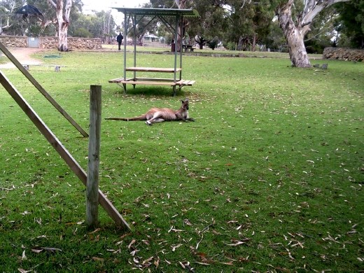 Finally! Our first kangaroo spotting!