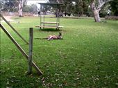Finally! Our first kangaroo spotting!: by taylortreks, Views[168]