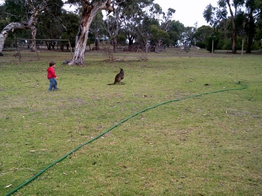 ... and a younger 'roo too large for the pouch. The one on the right, not the red 'roo on the left! 