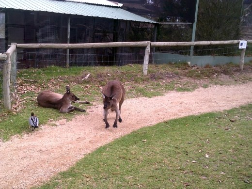 This the first roo to wonder if those new people have food.