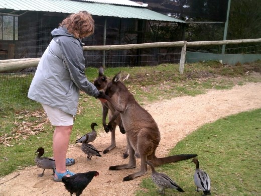 Anna wasn't sure what to expect when the 'roos ate out of her hand, but they surprisingly gentle. However, they do like holding on to your hand so you don't take the food pellets away until they're done!