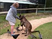 Anna wasn't sure what to expect when the 'roos ate out of her hand, but they surprisingly gentle. However, they do like holding on to your hand so you don't take the food pellets away until they're done!: by taylortreks, Views[170]