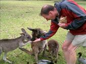 Kent finally gets his turn to feed the 'roos and was quickly surrounded. You'll notice the ducks hanging about in case of fallout.: by taylortreks, Views[172]
