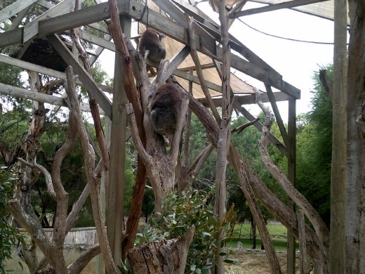 It was a grey, cool day. And the grey koalas blend into the grey branches. Since it was cool, these koalas were not interested in eating. They were less active than usual. Which is saying something for koalas!