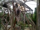 It was a grey, cool day. And the grey koalas blend into the grey branches. Since it was cool, these koalas were not interested in eating. They were less active than usual. Which is saying something for koalas!: by taylortreks, Views[171]