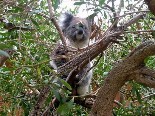 After the zookeeper shook some gum leaves about, this koala woke up. But just barely.