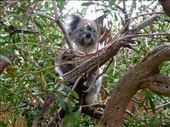 After the zookeeper shook some gum leaves about, this koala woke up. But just barely.: by taylortreks, Views[210]