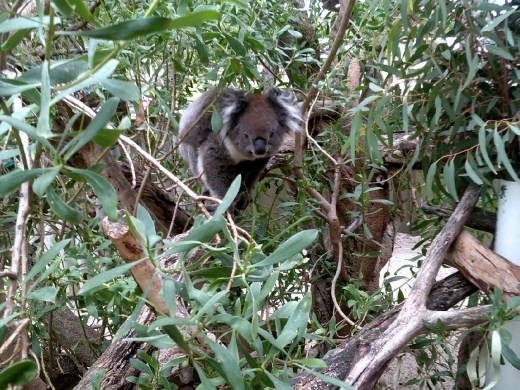 He's at least making the effort to see if there's food.