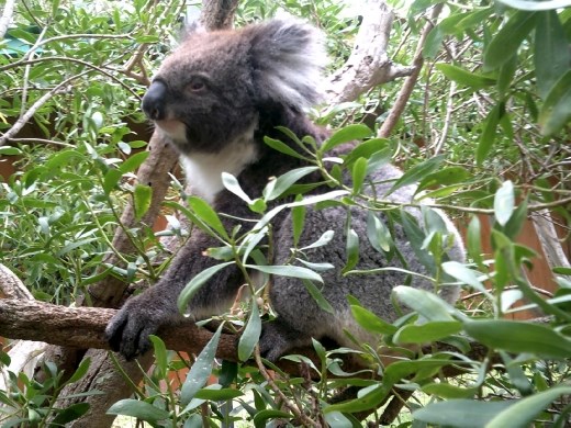 Yep, they're as cute as they look on TV. Those claws look mean, though. Luckily, he's just using them to stay upright on the branch.