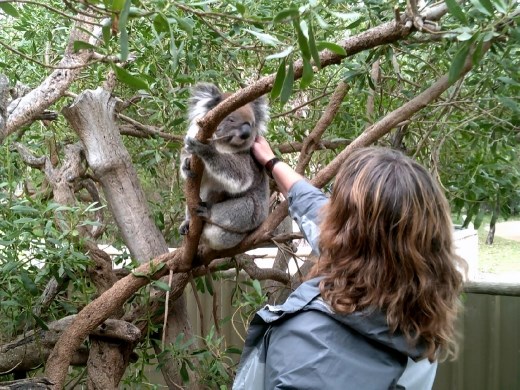 Ooooohhhh, aaaaaaahhh, over to the right, aaaahhhhhh, just keep scratching! The koalas are very soft.