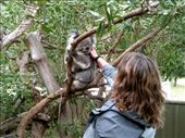 Ooooohhhh, aaaaaaahhh, over to the right, aaaahhhhhh, just keep scratching! The koalas are very soft.: by taylortreks, Views[346]