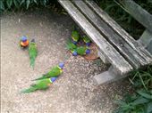 Rainbow lorikeets are aptly named. They're also good at dive bombing!: by taylortreks, Views[344]