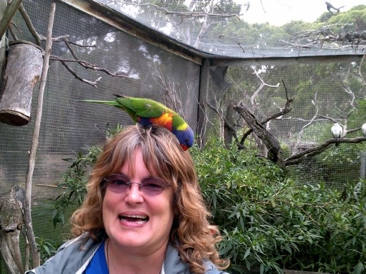 Anna stood still for too long and apparently looked like a perch. Then the lorikeet starting checking her hair for good stuff.