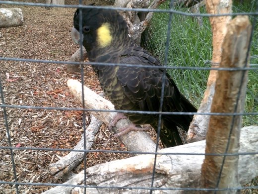 There were several larger parrots and cockatoos, this Black Cockatoo was one of the largest.
