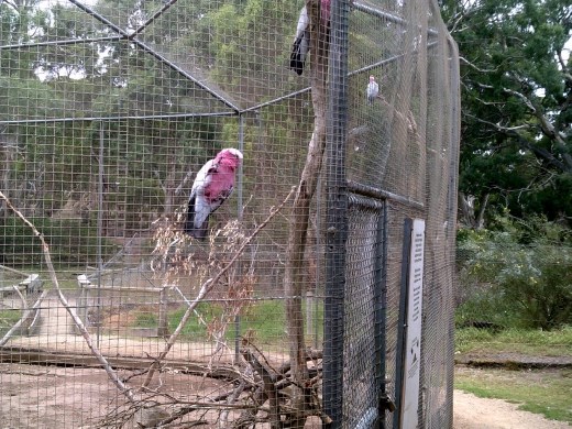 Several of the distinctive pink Galah were flying outside their covered aviary.