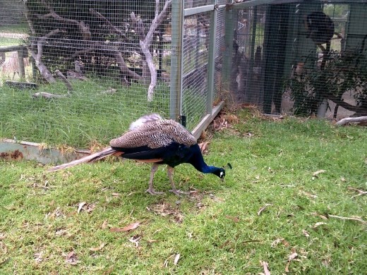 The peacocks were beautiful, even without their striking tail feathers on display.