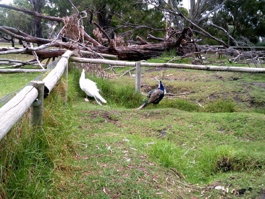 There were several peahens out and about. Obviously, they're not as colorful as the males.