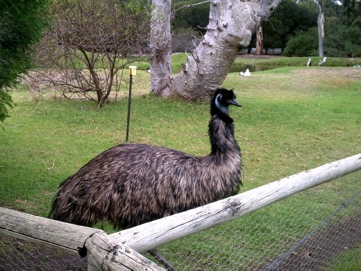 Emus wandered throughout the park. This was one of the largest birds we saw.