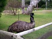 Emus wandered throughout the park. This was one of the largest birds we saw.: by taylortreks, Views[270]