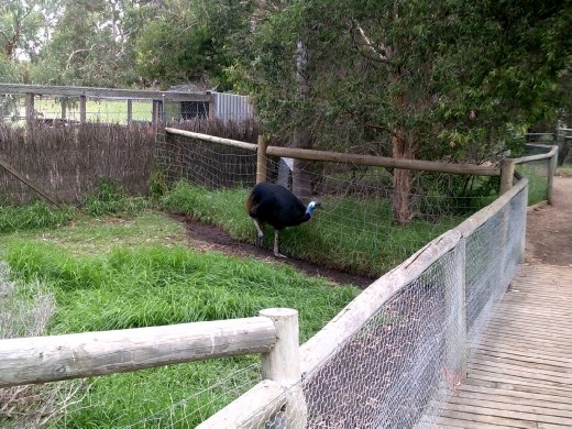 The cassowary was more colorful than the emu, in a prehistoric way. They are nasty buggers, so we kept our distance.