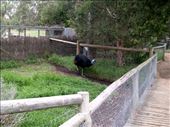 The cassowary was more colorful than the emu, in a prehistoric way. They are nasty buggers, so we kept our distance.: by taylortreks, Views[253]