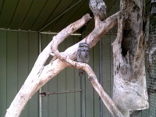 This little fellow is a Tawny Frogmouth, often confused with small owls.