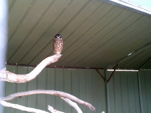 Here's the real McCoy – a Barking Owl. Woof!