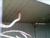 Here's the real McCoy – a Barking Owl. Woof!: by taylortreks, Views[339]