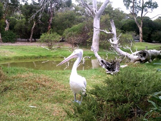 We never thought pelicans were this large! He's big and it looks like he can hold a LOT of fish in his beak.