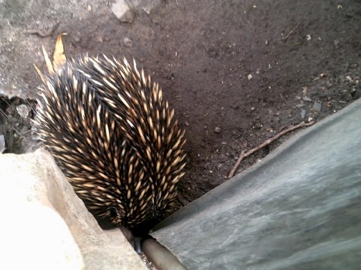 Echidnas (spiny anteaters) are similar to porcupines and hedgehogs. He doesn't look cuddly!