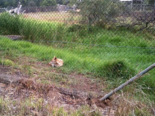 The dingoes were sleeping. This little guy woke up to see if we had any food. We didn't, so he promptly went back to sleep. They don't look like predators. They look like someone's pet dog.