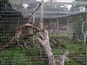 Spotted Tail Quoll (part of the weasel family?) occupied a series of adjoining cages. We were there for feeding time. Let's just say dinner wasn't like the kangaroo pellets and it wasn't for the faint of heart.: by taylortreks, Views[488]