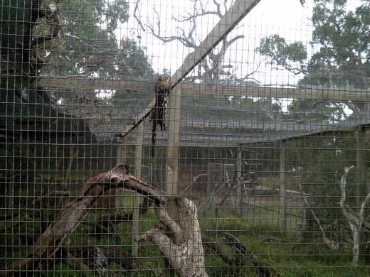 This quoll was checking every nook and cranny of his cage looking for an escape route.