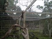 This quoll was checking every nook and cranny of his cage looking for an escape route.: by taylortreks, Views[329]