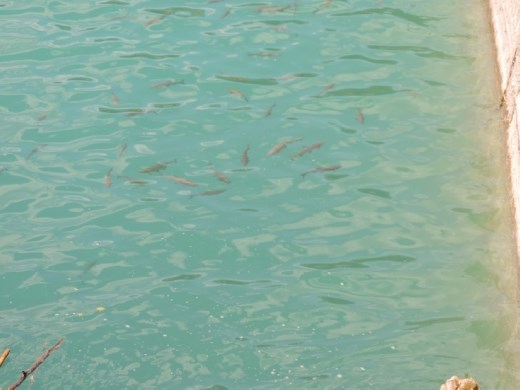 The lake was a glorious green, but still allowed us to easily spot the fish hanging out near the dam.