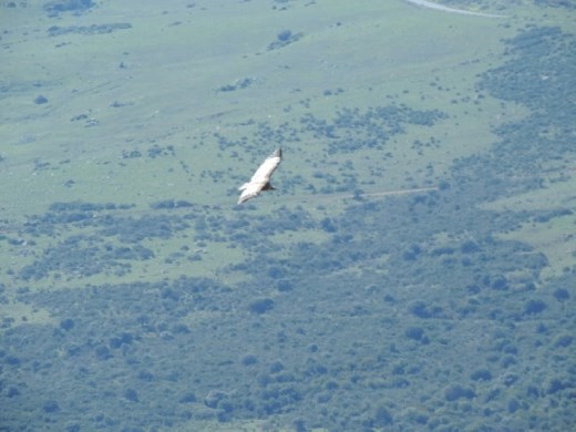 If the story board on the hill above the TIC is to be believed, these are Griffon Vultures gliding on the thermals on the sunny day.