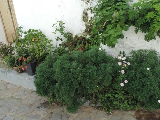 Someone in town has a green thumb, and they share it with everyone who walks by.