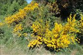 Gorse and other flowers were blooming in a colorful display: by taylortreks, Views[219]