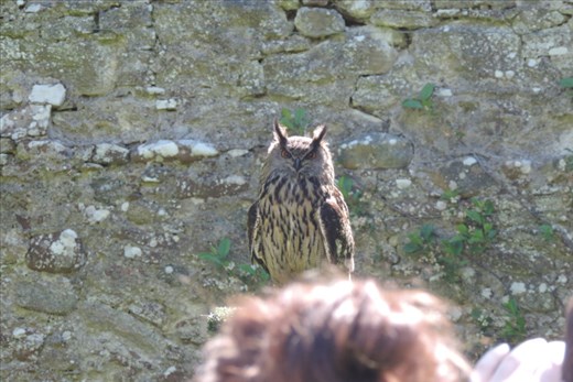 Cedar, who was BIG, got his name from the first tree into which he flew