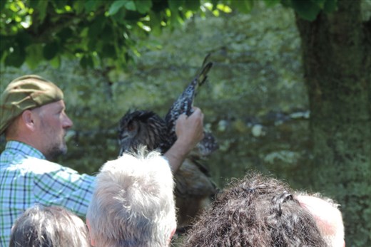 Andy the Falconer began the show with Cedar the Owl