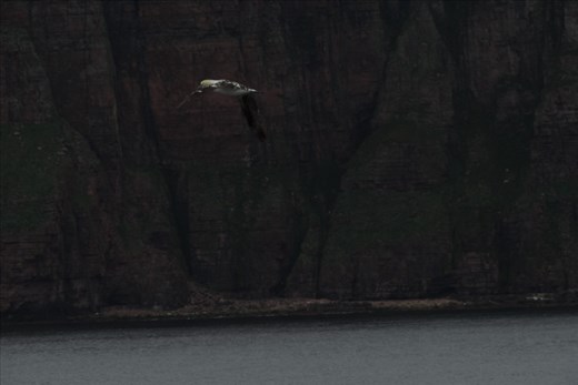 Bird flying cover for the ferry from Thurso to Stromness (on Orkney)