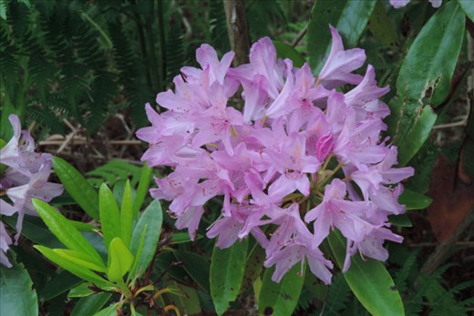 There were gorgeous hues on the flowers