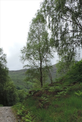 A quintessential birch tree
