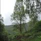 A quintessential birch tree: by taylortreks, Views[136]