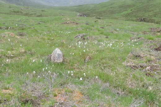 There were several fields of bog cotton