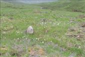 There were several fields of bog cotton: by taylortreks, Views[293]